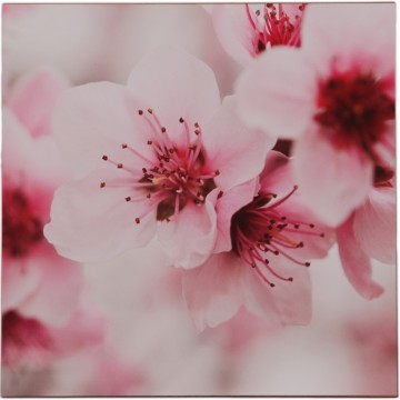 Jabloňové květy 30x30 cm - 53